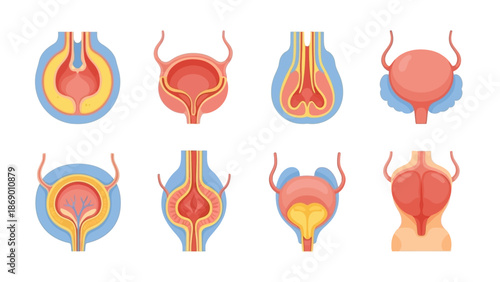Diagrams of the Human Bladder Anatomy and Structure for Medical and Educational Purposes