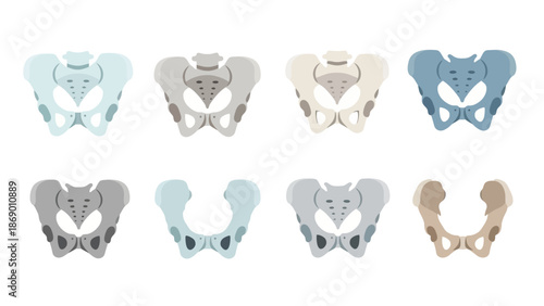 Diverse Set of Pelvic Bone Illustrations A Collection of Human Anatomy Graphics