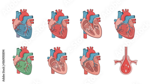 Human Heart Anatomy A Detailed Illustration of the Cardiovascular System