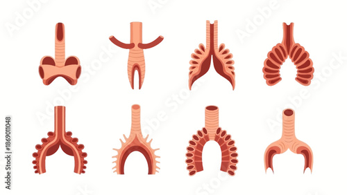Detailed Anatomy of the Human Respiratory System A Visual Guide to Trachea and Bronchial Structures