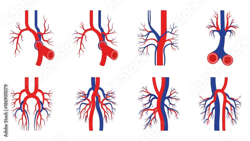 Anatomical illustration showcasing arterial and venous systems in the human body