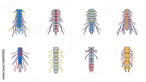 Diverse Representations of the Human Spinal Cord A Detailed Visual Guide for Medical Students
