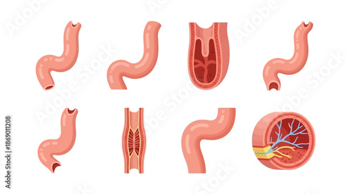 Medical Illustration of the Human Intestine A Detailed Anatomical Diagram