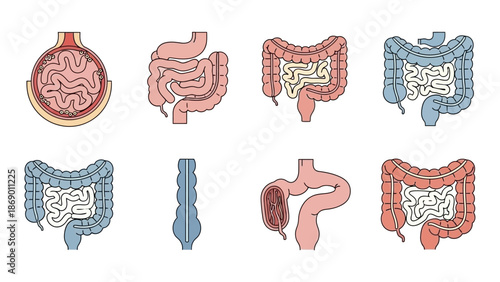 Anatomical Illustrations of the Human Digestive System Small and Large Intestines Depicted