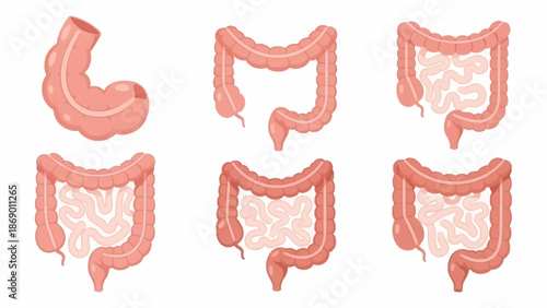 Human Digestive System A Detailed Medical Illustration of the Colon and Intestines