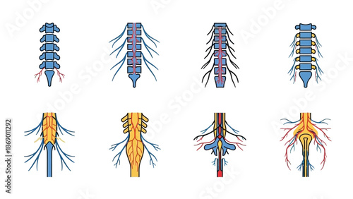 Diagrammatic Illustration of Spinal Cord and Neural Structures Depicting Anatomical Composition