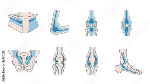 Anatomical Illustrations of Human Joints A Visual Guide to Skeletal Articulation