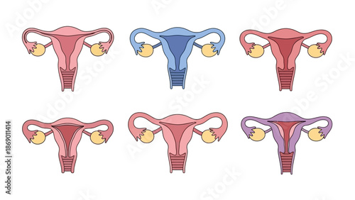 Varied depictions of the human uterus, showcasing different color variations and anatomical details