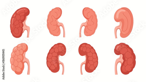 Illustrative depiction of various human kidney structures in vibrant red hues for educational medical purposes