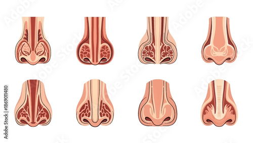 Human Nasal Anatomy A Detailed Illustration of Nose Structures and Functions