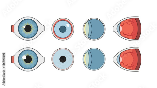 Anatomy of the Human Eye A Detailed Illustration of Eye Structure and Function