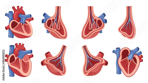 Detailed Anatomical Illustrations of the Human Heart Showing Various Perspectives
