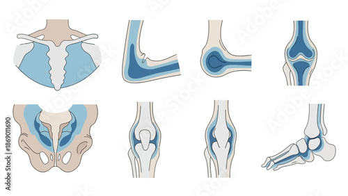 Diagram of Various Human Joints for Educational and Medical Purposes in Blue and White