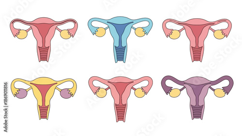 Colorful stylized illustrations of the human female reproductive system uterus and ovaries