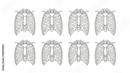 Illustrative Pattern of Human Thoracic Cages in Monochrome for Anatomical Studies and Designs