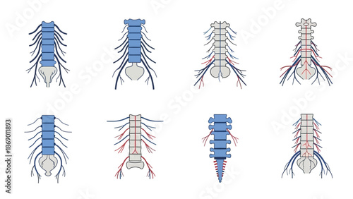 Diagrammatic Representation of Vertebral Column and Nervous System Structures