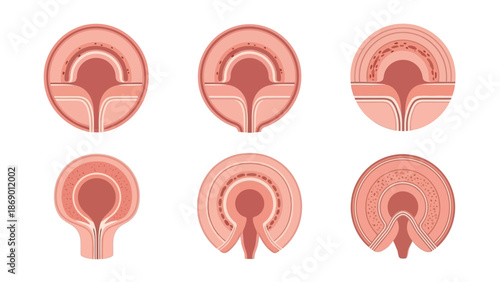 Diagram of Cell Structures Detailed Visual Representation of Biological Elements and Processes