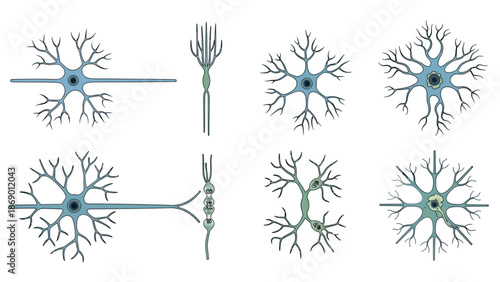 Detailed Illustrations of Various Neuron Types Depicting Structure and Function for Educational Purposes