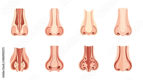Diverse Depictions of the Human Nose A Scientific and Artistic Exploration of Facial Anatomy