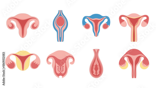 Anatomy of the Uterus A Diverse Collection of Medical Illustrations