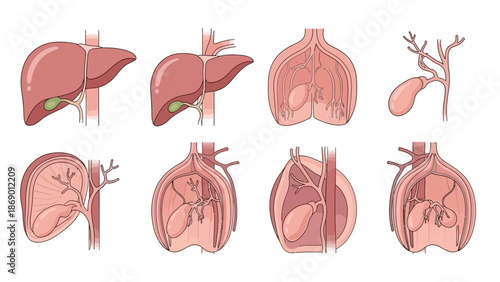 Medical Illustration of the Human Liver, Gallbladder, and Bile Ducts A Detailed Anatomy Study