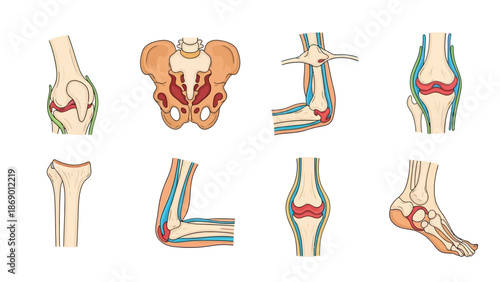 Detailed anatomical illustrations of human joints and skeletal structures for medical education