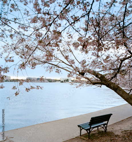 Bench at the tidal basin