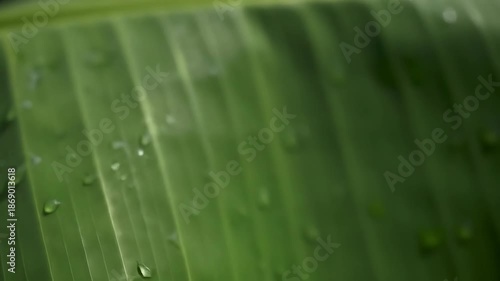 Close-up of fresh green banana leaf with glistening raindrops.