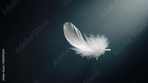 a single white feather floating gently.