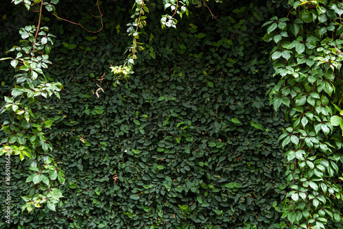 Green climbing plant on dark wall, modern botanical background, urban nature contrast