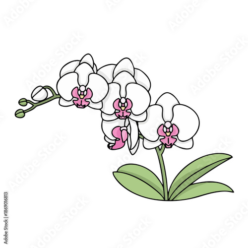 Beautiful white orchid flowers with pink centers on green stem