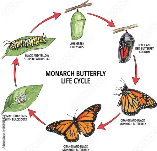 Monarch butterfly life cycle diagram showing biological stages from egg to striped caterpillar lime green chrysalis and adult metamorphosis vector