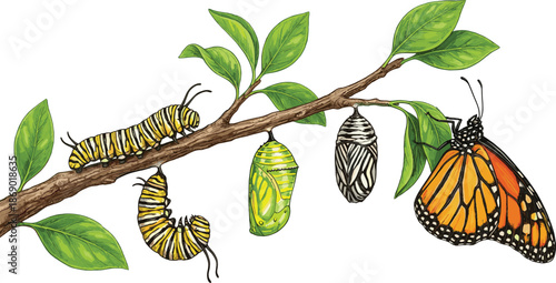 Monarch butterfly life cycle illustration showing caterpillar stages and chrysalis on a green leaf branch isolated on white for education