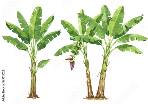 Three hand-painted watercolor banana trees with varying leans and vibrant green leaves, green-brown pseudostems, isolated on a transparent background with copy space, serene tropical botanical art
