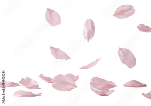 Delicate cherry blossom petals in soft pinks, whites, ivory, suspended and settled on a transparent background with soft diffused high-key lighting and bokeh, concept of transient beauty