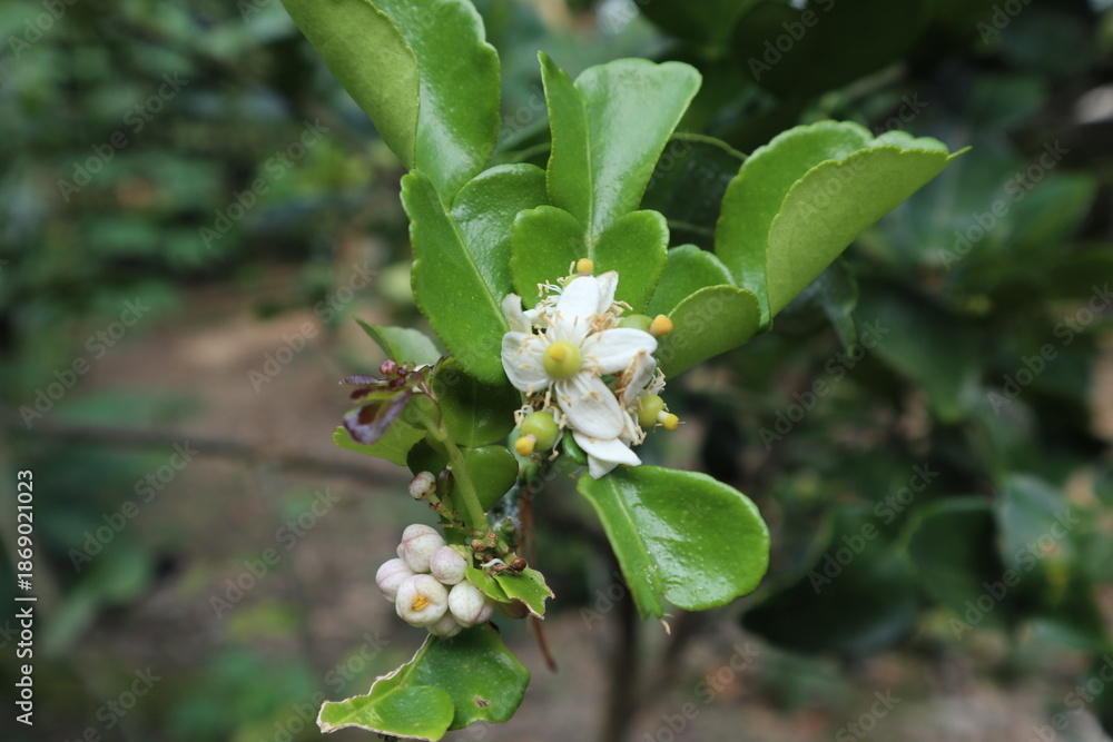 Fototapeta premium a kaffir lime tree (Citrus hystrix) with its flowers in a garden in Java, Indonesia 