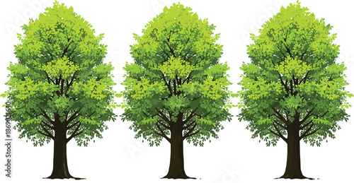 Set of three green linden trees with lush foliage, summer deciduous tree collection for nature landscape design, flat vector illustration