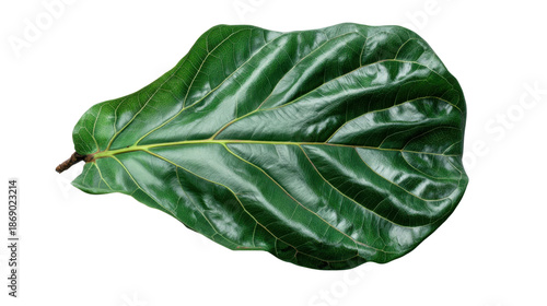 Fiddle-leaf fig leaf with bold green color and prominent venation, isolated on a transparent background