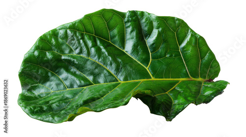 Fiddle-leaf fig plant leaf displaying vibrant green color and detailed veins with transparent background