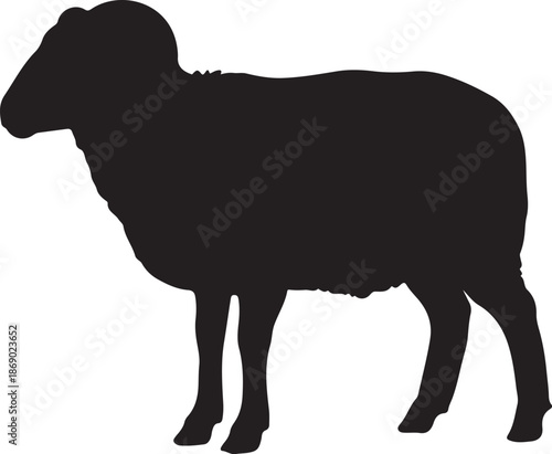 black silhouette of male sheep
