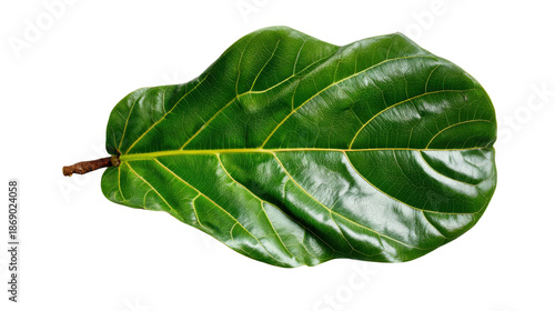 Fiddle leaf fig tree leaf isolated on transparent background, showcasing a vibrant green color and natural botanical pattern