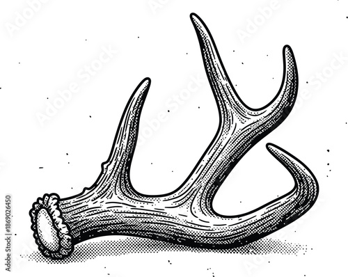 Vintage Engraved Deer Antler Vector Illustration Black and White Etching Style Shed Horn Graphic