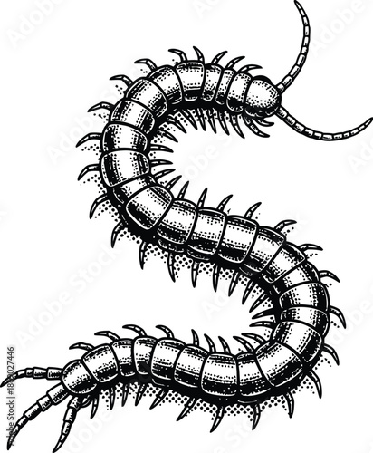 Black and White Centipede Engraving Style Illustration Vector Art