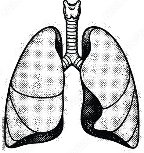 Black and White Human Lungs Anatomy Engraving Style Vector with Stippling Texture