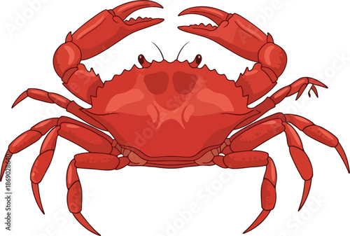 Vibrant Red Crab Illustration Detailed Depiction of a Crustacean with Extended Claws on White