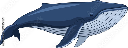 Majestic Blue Whale A Detailed Illustration of the Ocean's Gentle Giant in its Habitat