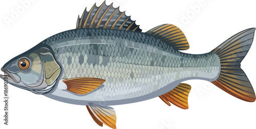 Detailed Illustration of a Freshwater Fish Depicting Aquatic Life and Wildlife