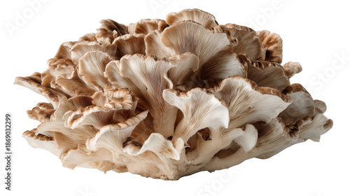 Fresh maitake mushroom, also known as hen-of-the-woods or grifola frondosa, on a transparent background