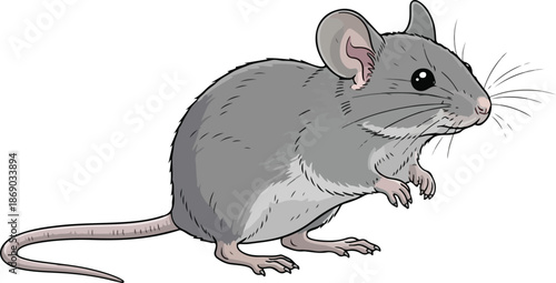 Illustration of a gray mouse in a standing position, featuring detailed fur and expressive features