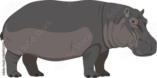 Illustration of a gray hippopotamus walking, showcasing its massive size and thick skin